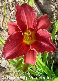 Hemerocallis x 'Ruby Stella'